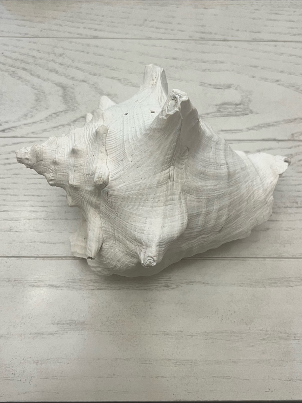 Decorative Large Natural White Conch Seashell Accent - Coastal Home Decor